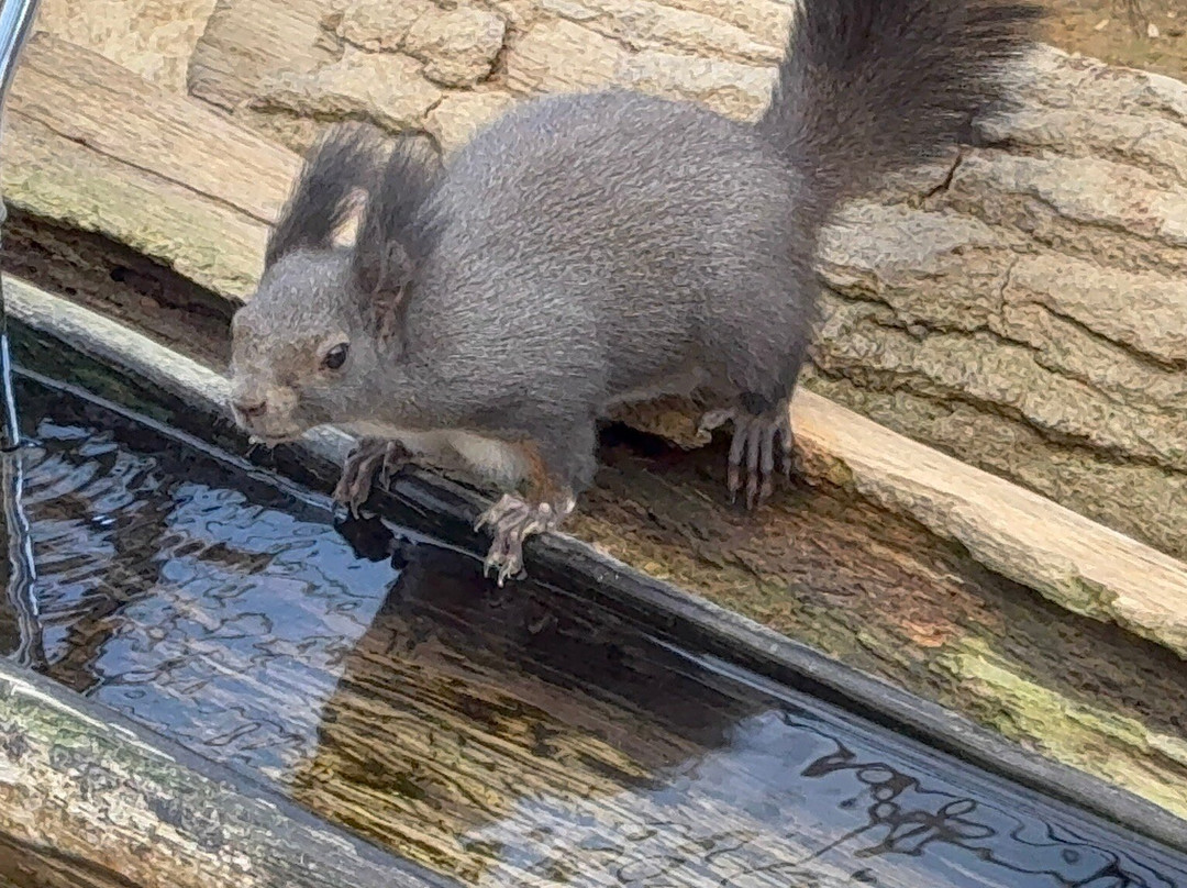 Squirrel Forest Hida Mountains Yaso Shizen Teien-高山市必去景点
