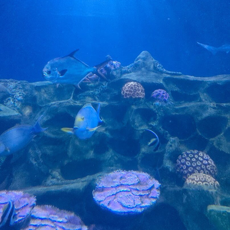 VGP Marine Kingdom景点图片
