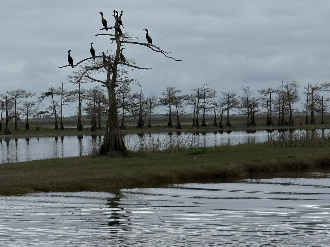 Backwoods Airboat Adventures-Christmas必去景点