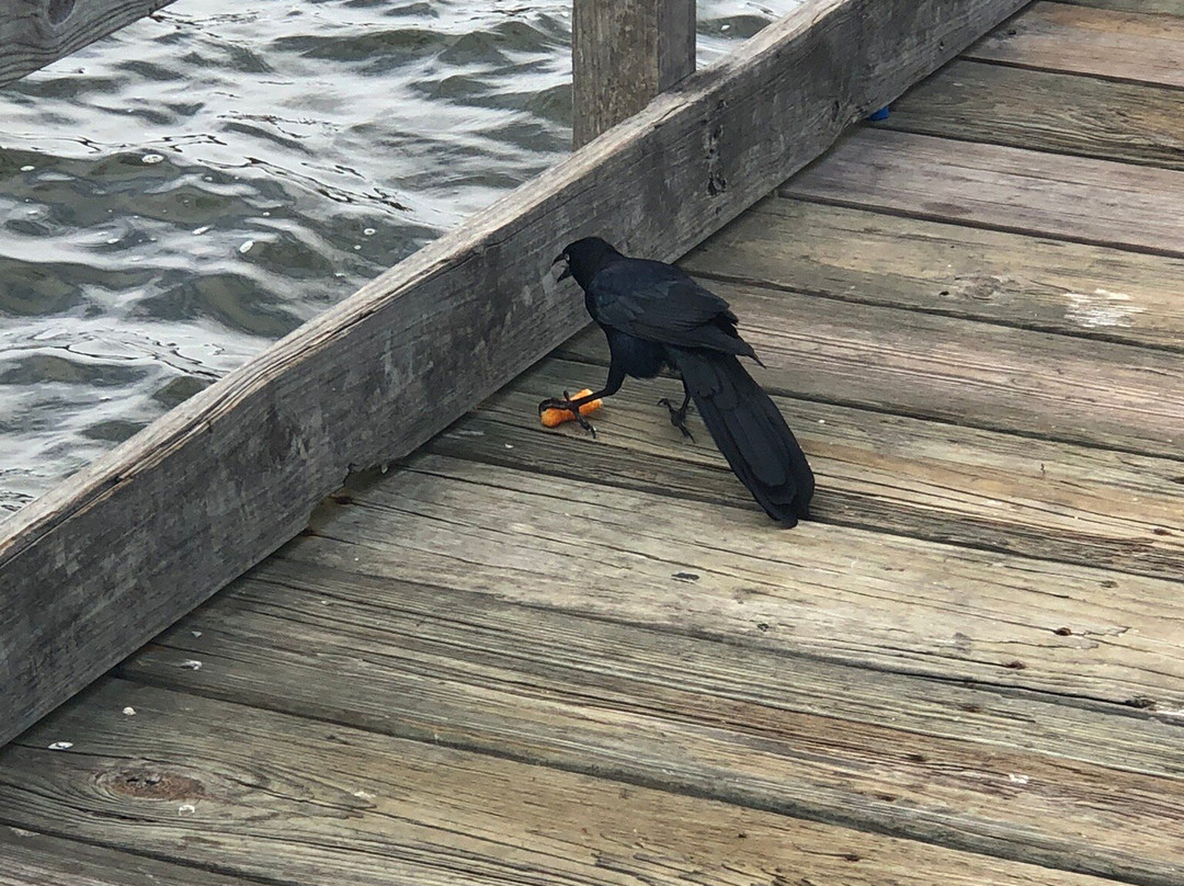 Clear Lake Park-Seabrook必去景点