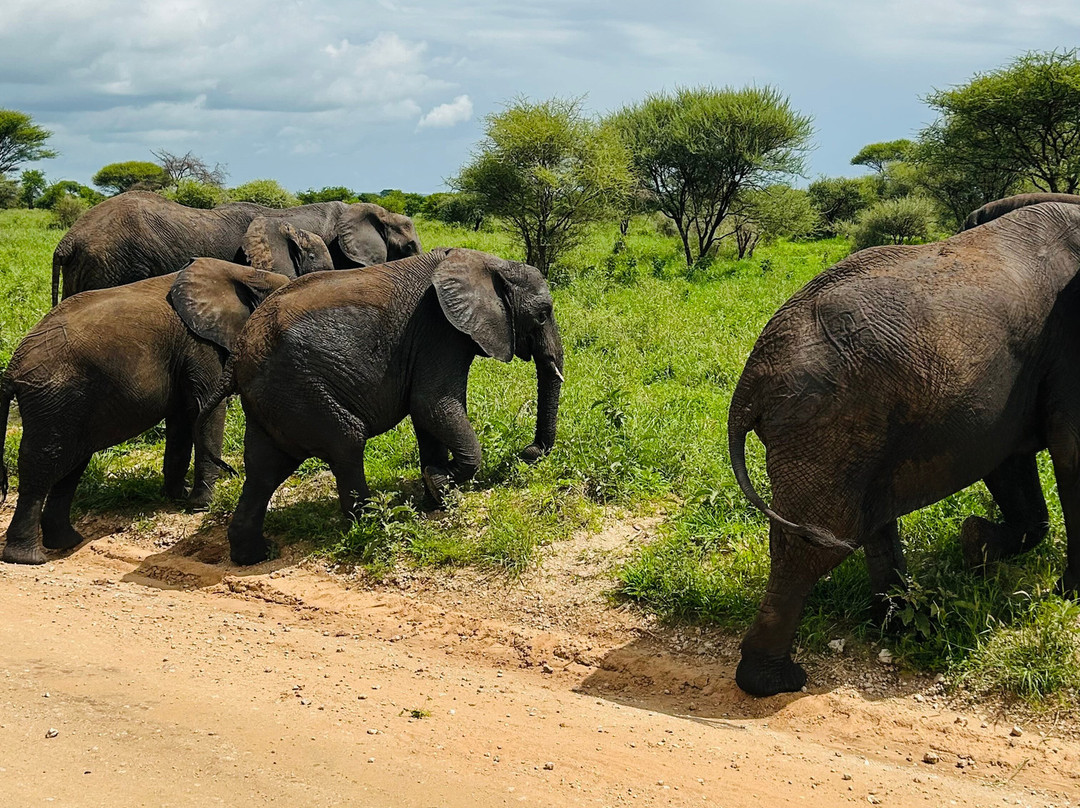 Majestic Nature Safari-阿鲁沙必去景点