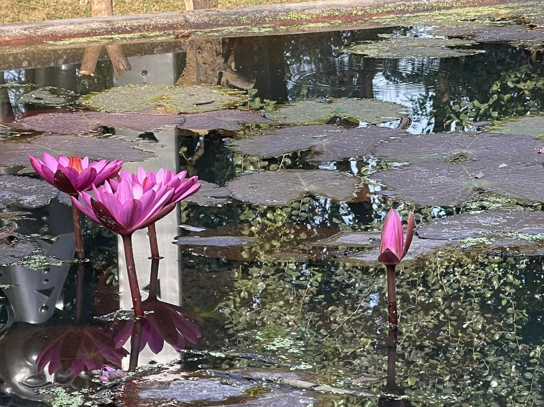 The Garden Bungalow主图