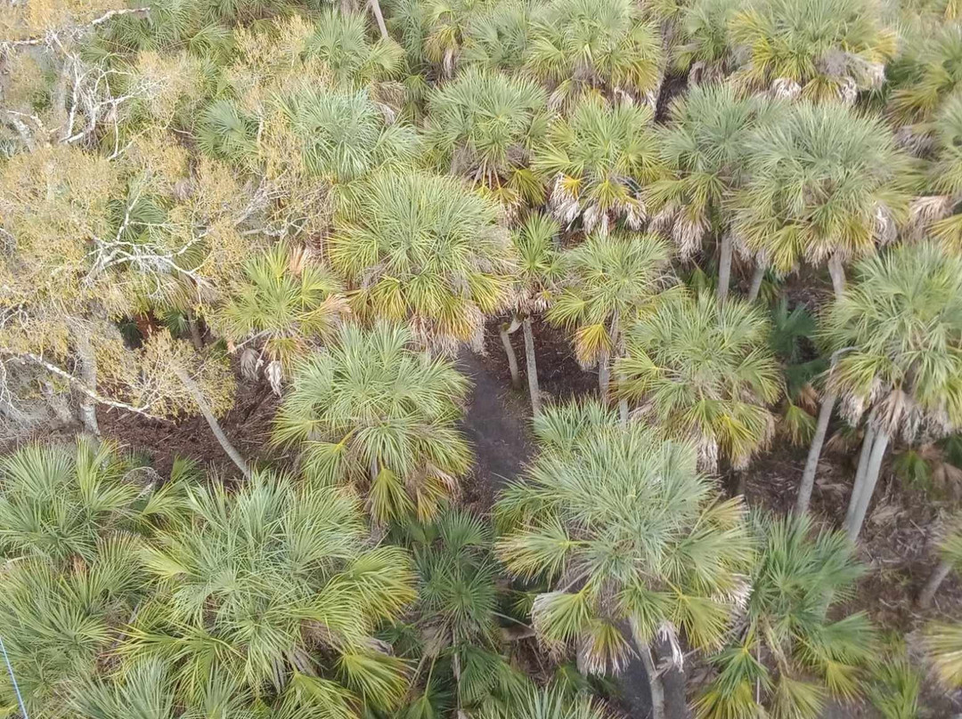 Myakka Canopy Walkway-萨拉索塔必去景点