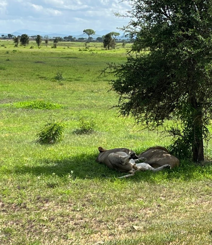 Zanturtle Explore Tours and Safaris-桑给巴尔岛必去景点