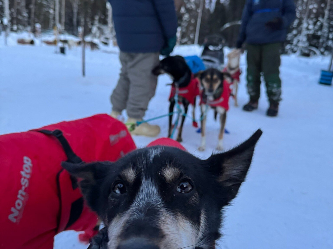 Last Frontier Mushing Co-op-费尔班克斯必去景点