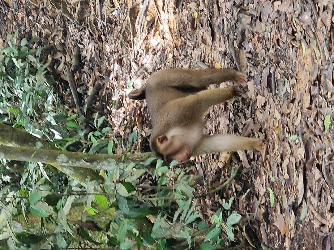 Indra Valley Inn Bukit Lawang主图