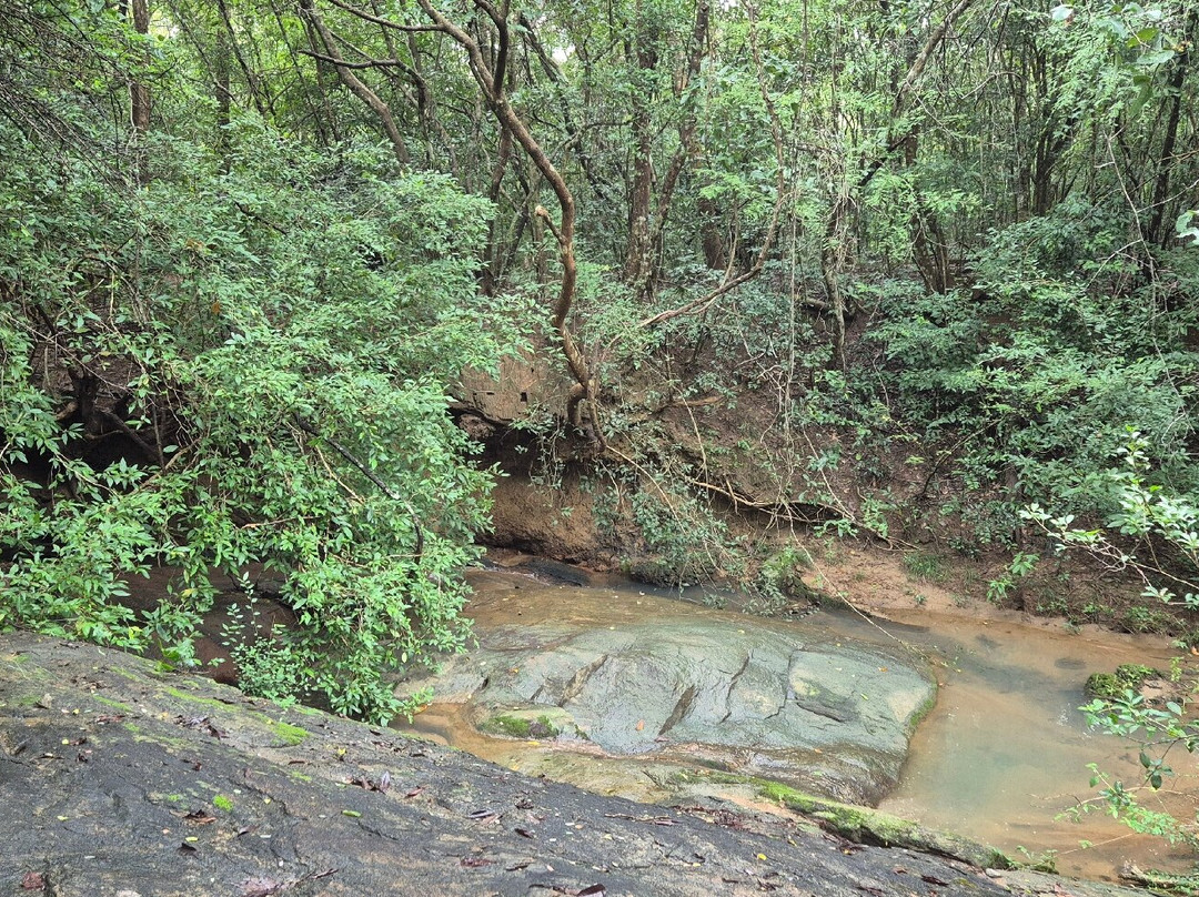 Popham's Arboretum景点图片