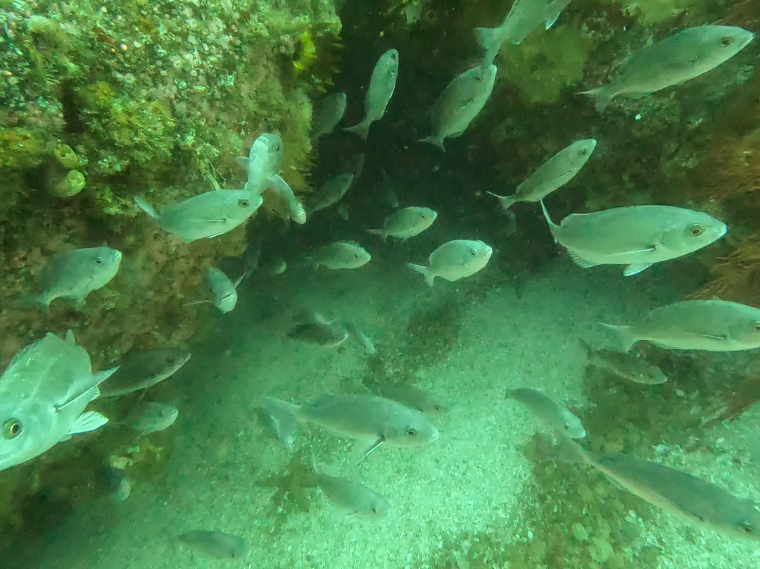 Pisces Divers-西门镇必去景点