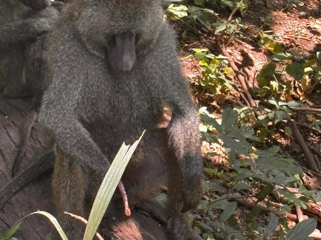 Samora Explorers-阿鲁沙必去景点