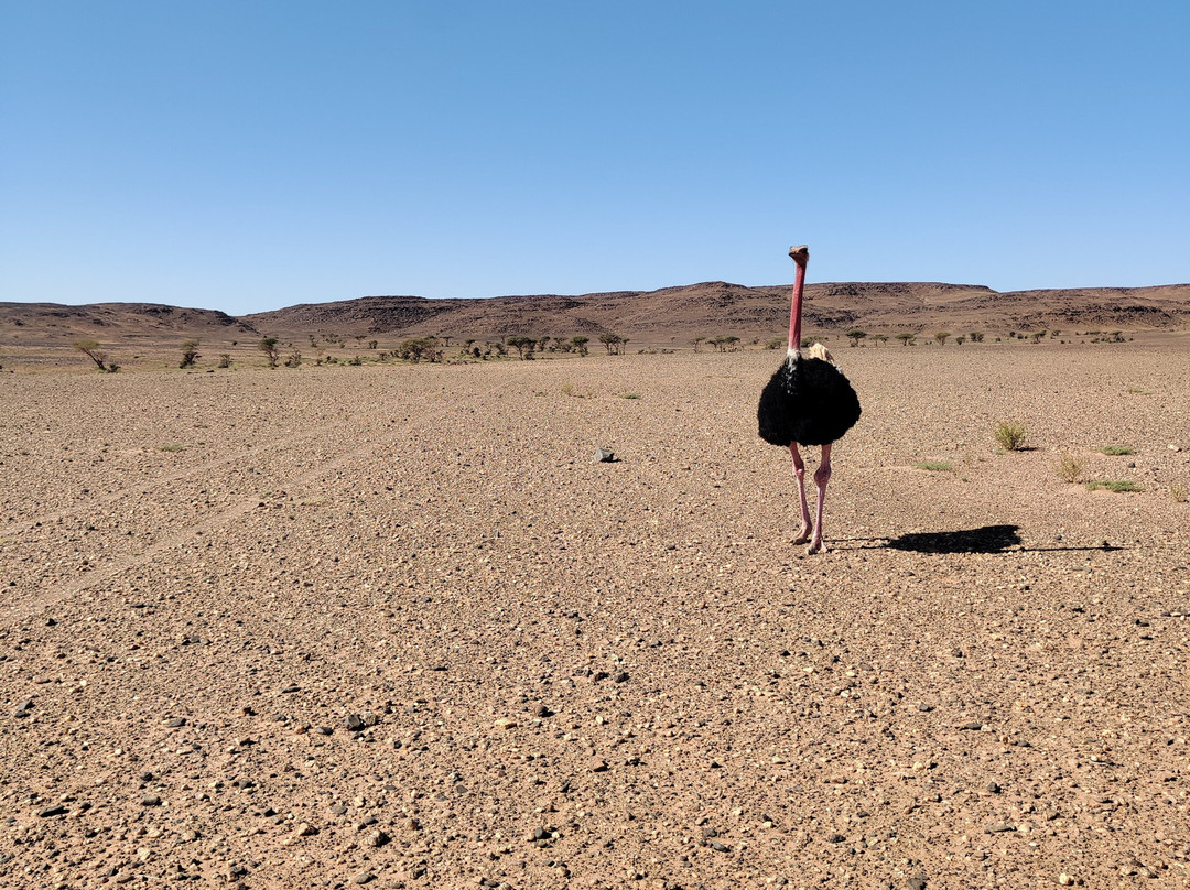 Sahara Feeling景点图片