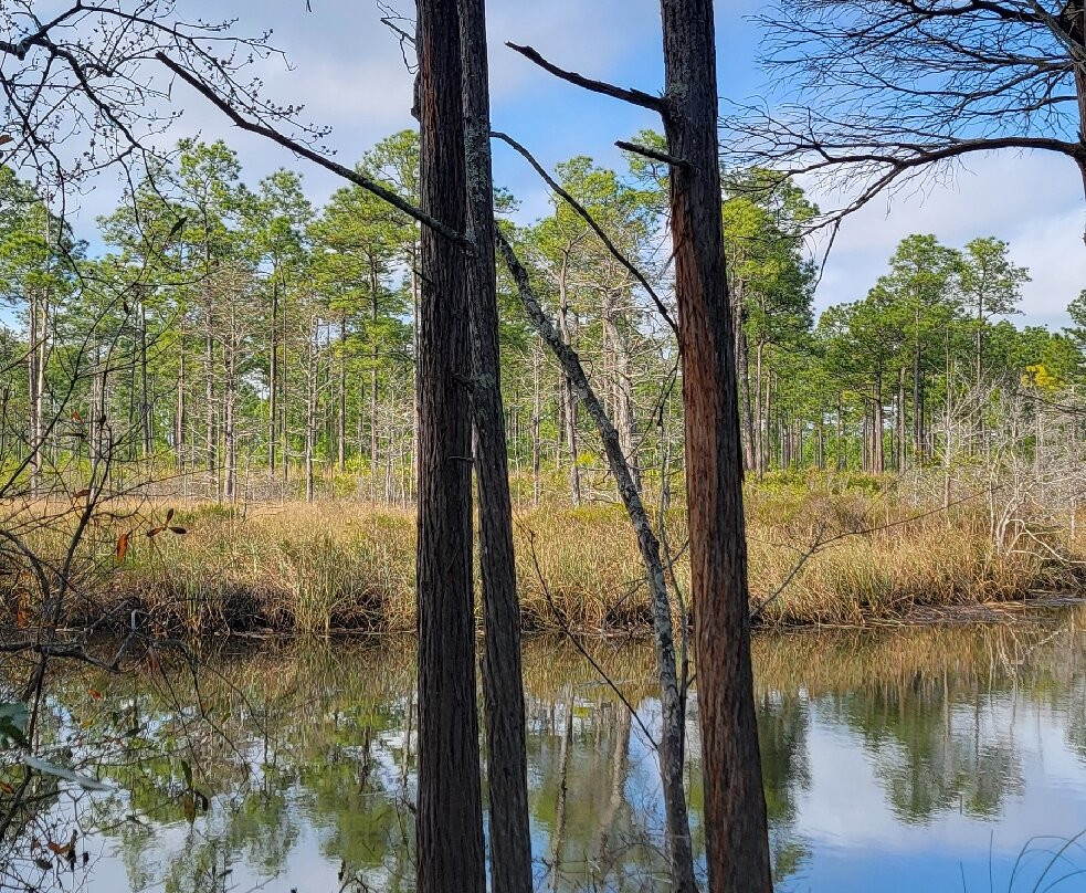 Mississippi Sandhill Crane National Wildlife Refuge景点图片
