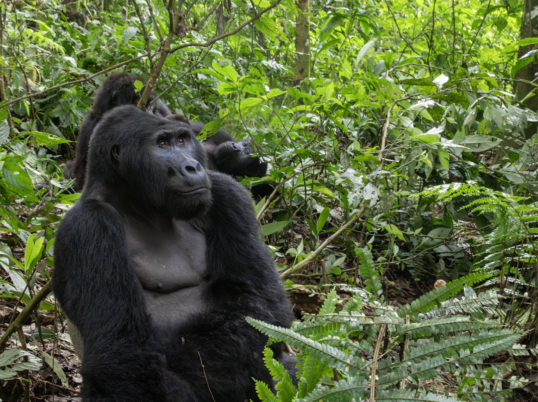 Kori Safaris-Kisoro必去景点