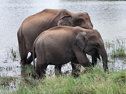 Titus Weerasingha-唐卡拉必去景点