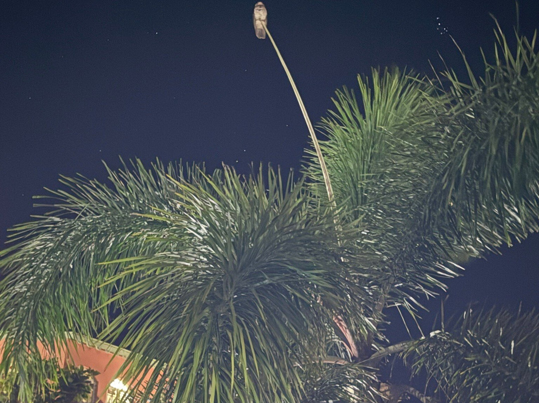 Pimento Lodge Resort主图