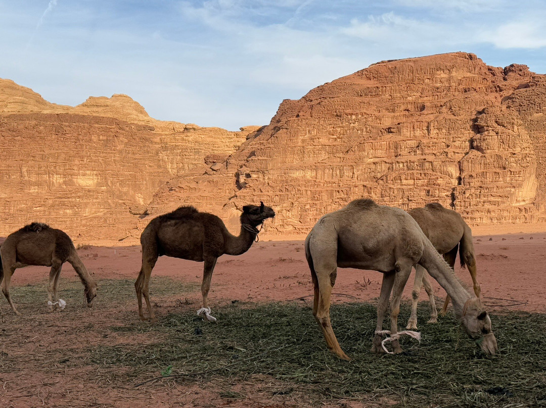 Bedouin Journey - Le Périple Bédouin-Wadi Rum Village必去景点