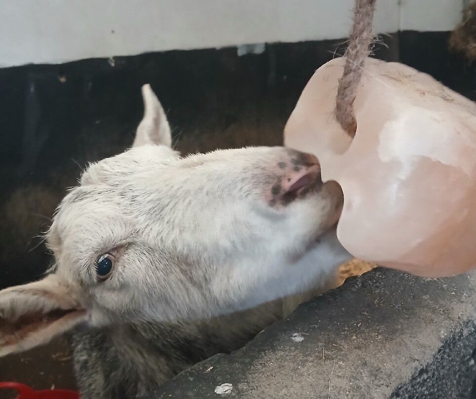 Bleakholt Animal Sanctuary景点图片