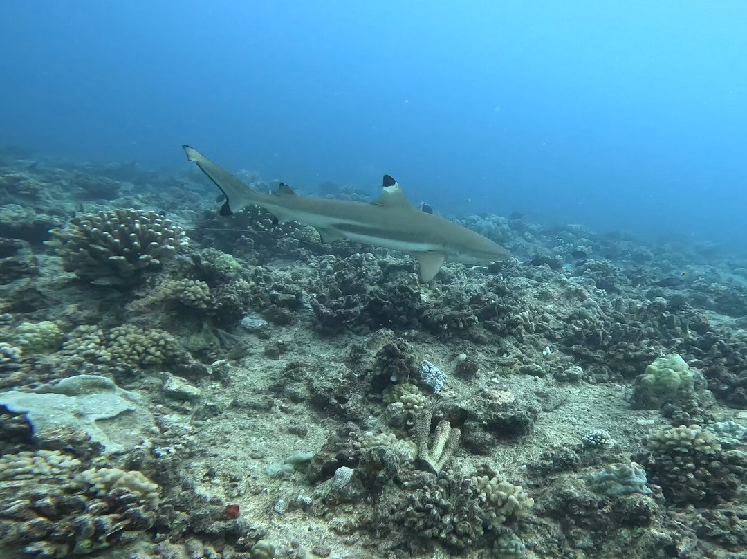Bora Diving Center (by Eleuthera)-波拉波拉岛必去景点