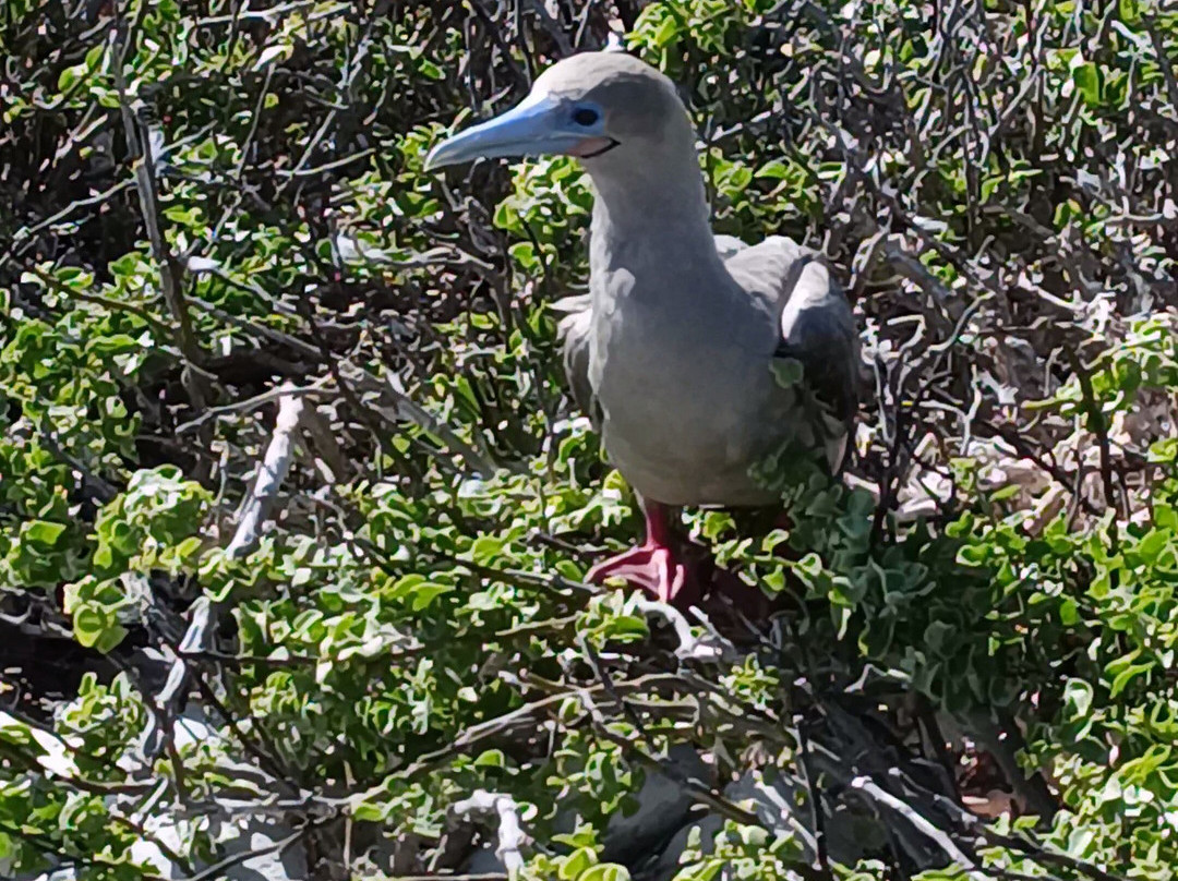 Darwin Bay-Genovesa必去景点