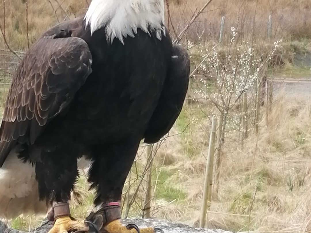 Wings Of Wales景点图片