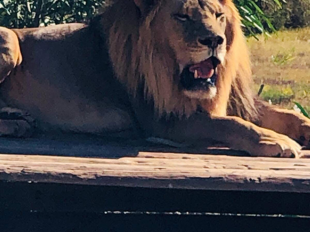 Drakenstein Lion Park-西开普必去景点