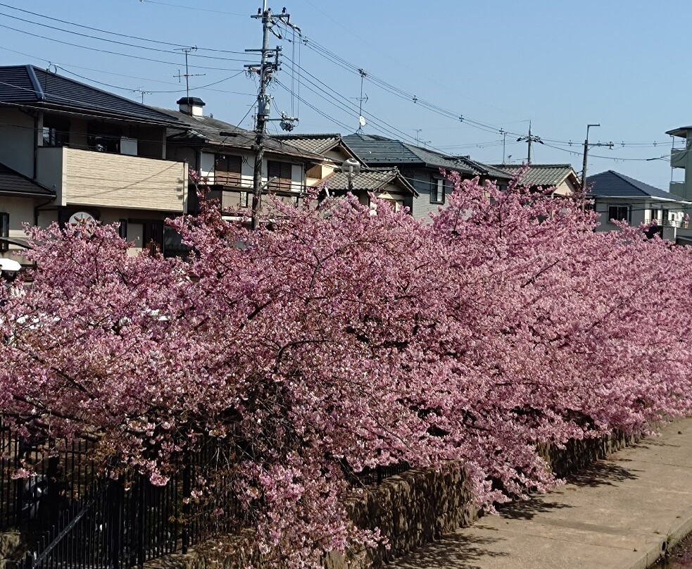 Yodoryokuchi Park-京都市必去景点
