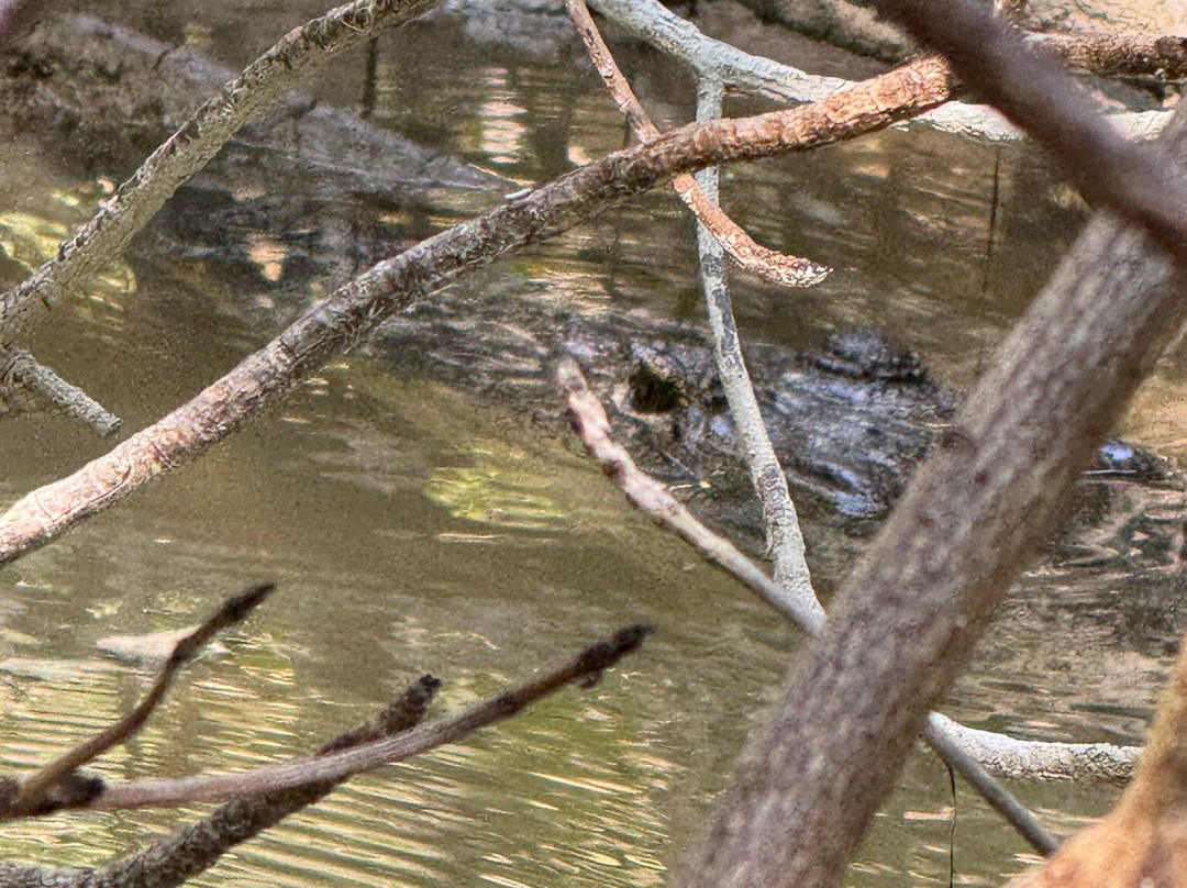 Reserva de la Biosfera Ría Celestún-塞莱斯顿必去景点