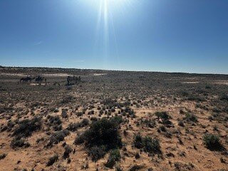 Nomadic Spirit Journeys and Camel Treks Australia景点图片