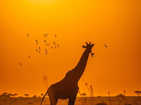 Tanzanite Trekking And Safaris-莫西必去景点