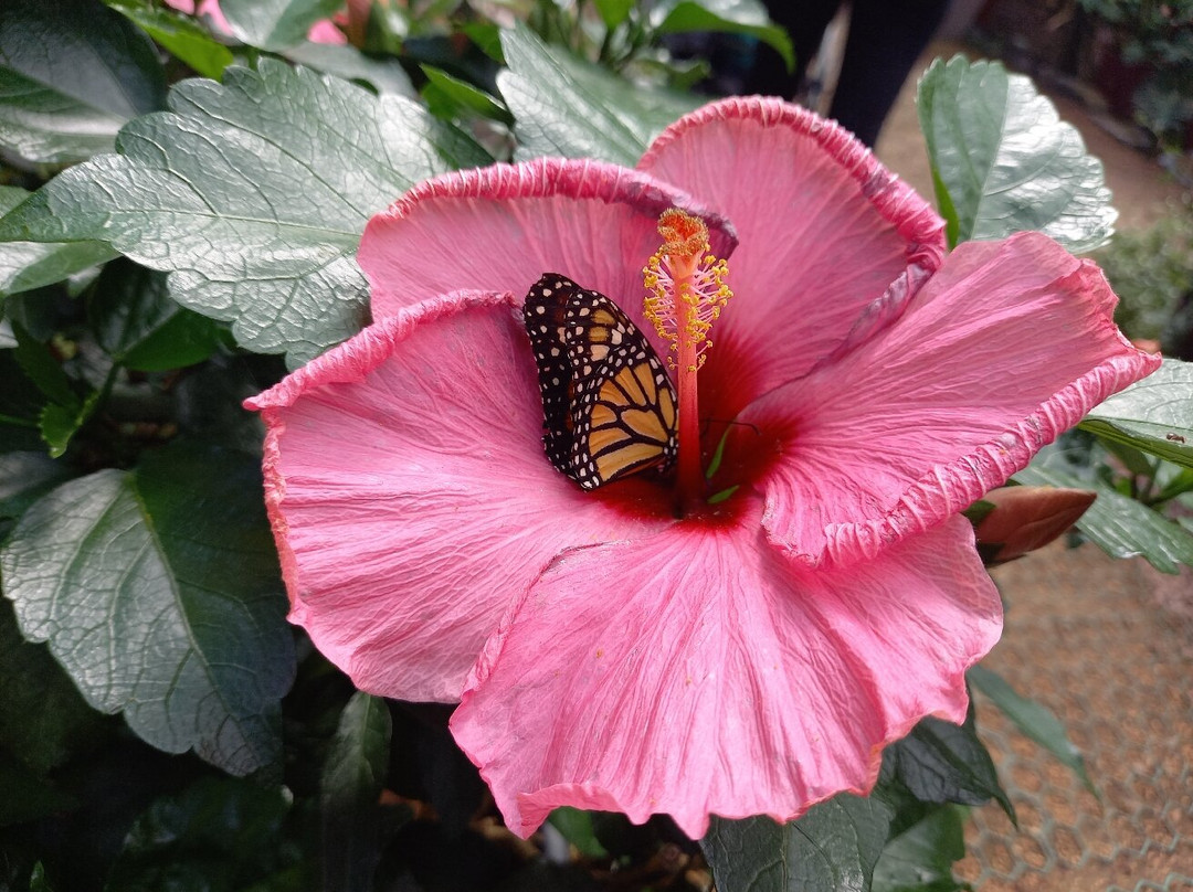 Jardin des Papillons景点图片