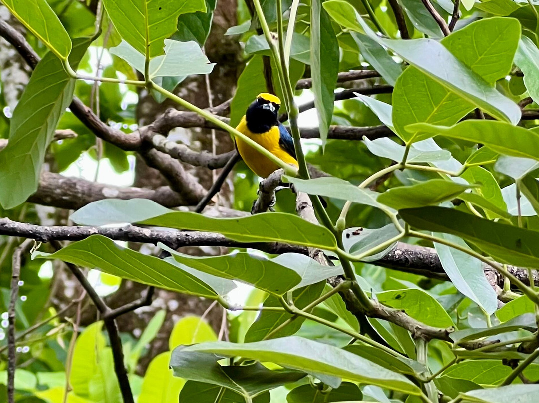 Costa Rican Trails - Day Tours-圣何塞必去景点