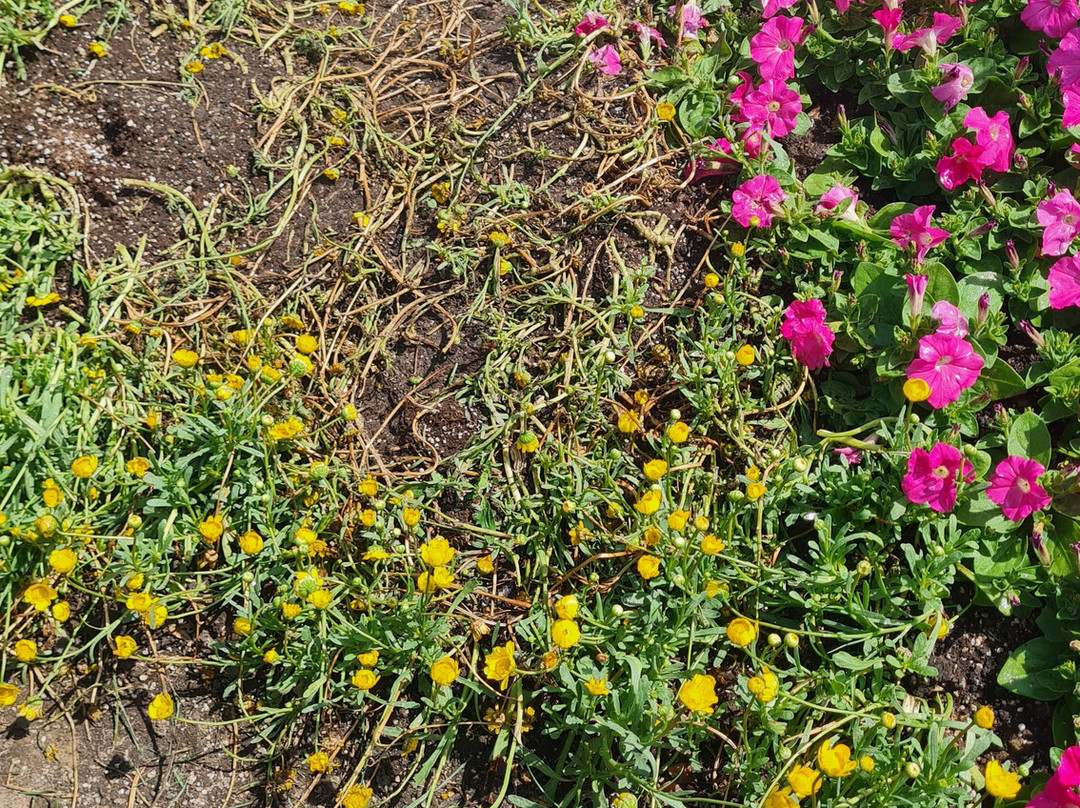 Holland Flower Park-盐城必去景点