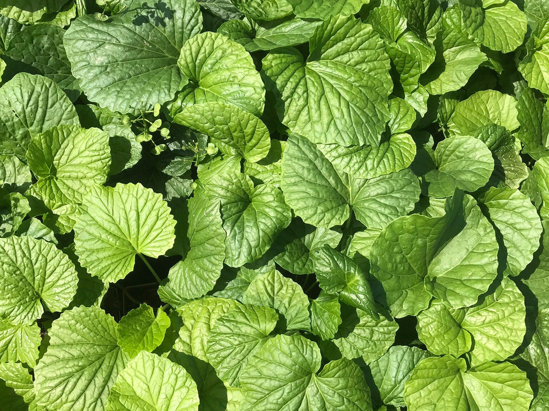 Coen Jansen Vaste Planten-Dalfsen必去景点