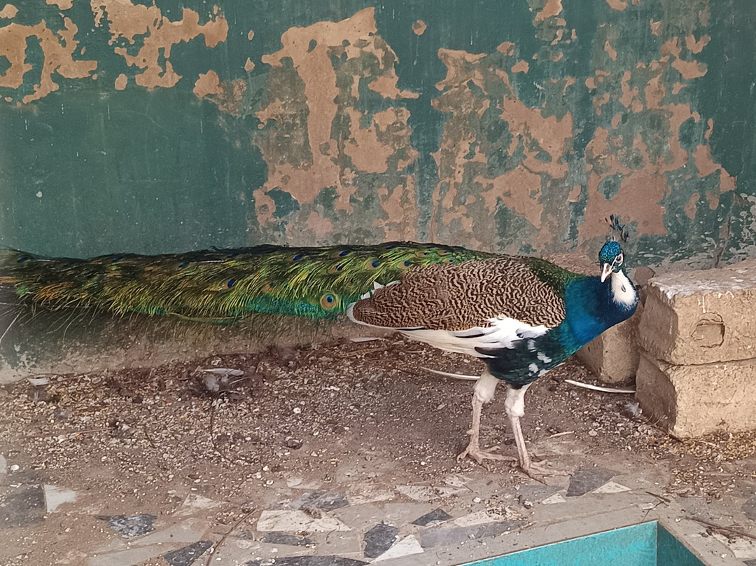 Parc Exotique Du Sénégal景点图片