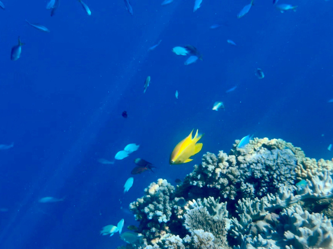 Ocean Ventures Fiji景点图片