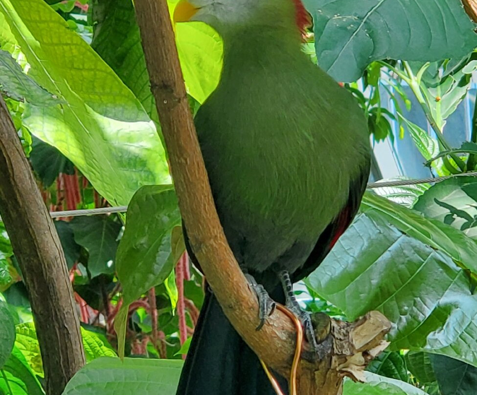 克莱尔蝴蝶中心-休斯顿必去景点