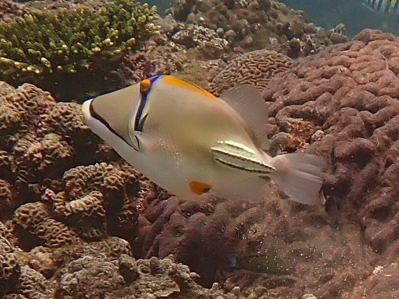 Extra Divers Sifah-As Sifah必去景点