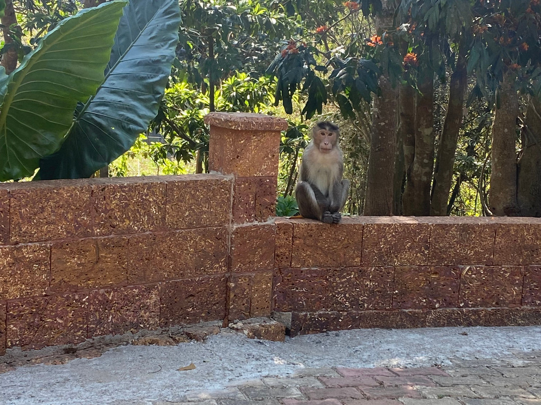 Ayurveda Yoga Villa Group Of Retreat Centres And Hospitals主图