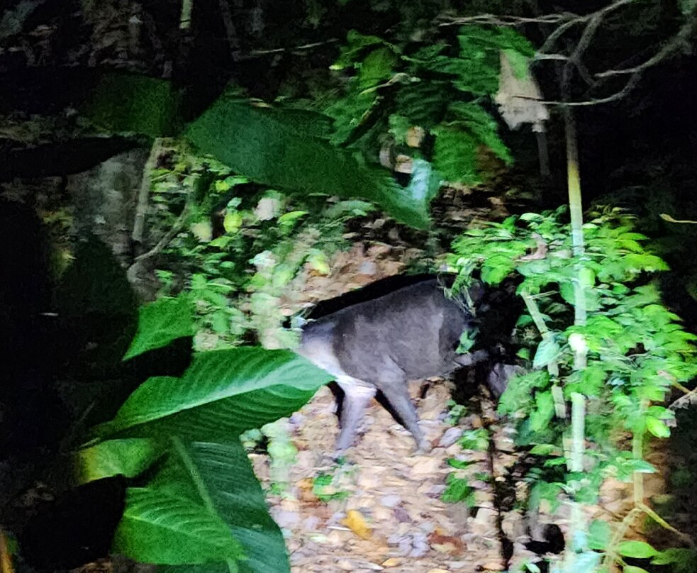 Tapir Valley Nature Reserve-Bijagua de Upala必去景点
