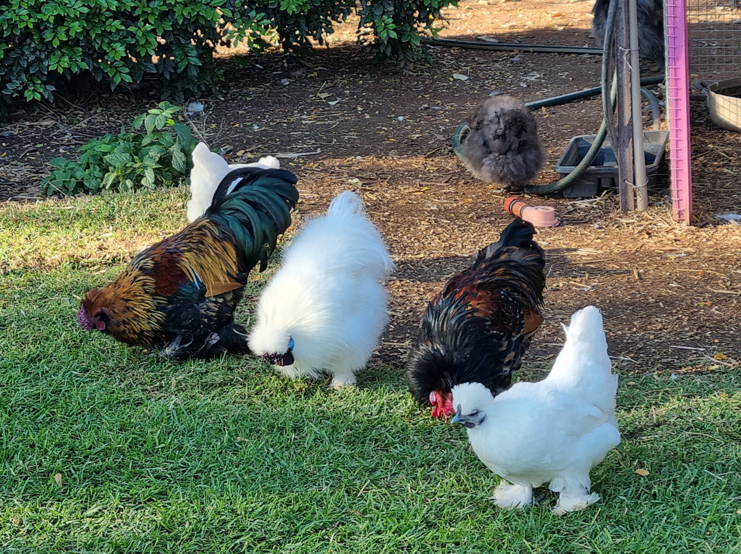 Corynnia Station主图