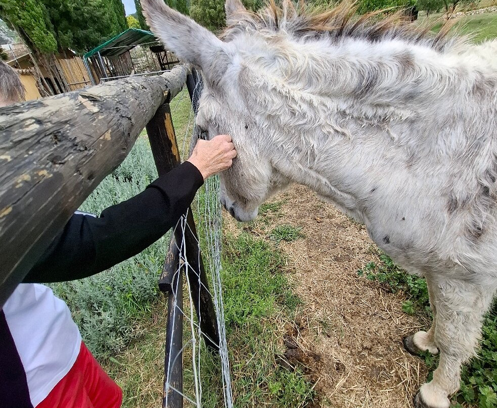Mad Donkey Mallorca-Pollenca必去景点