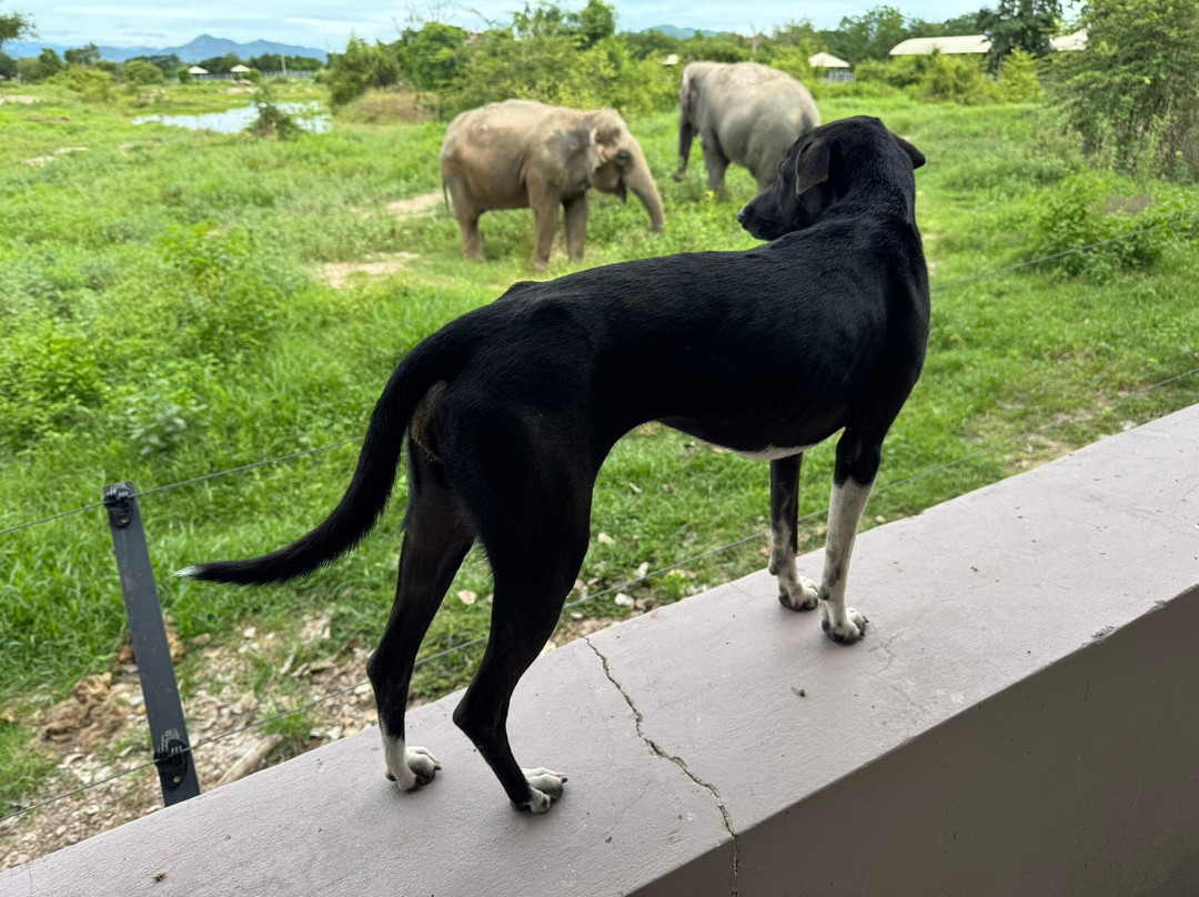 Wildlife Friends Foundation Thailand景点图片