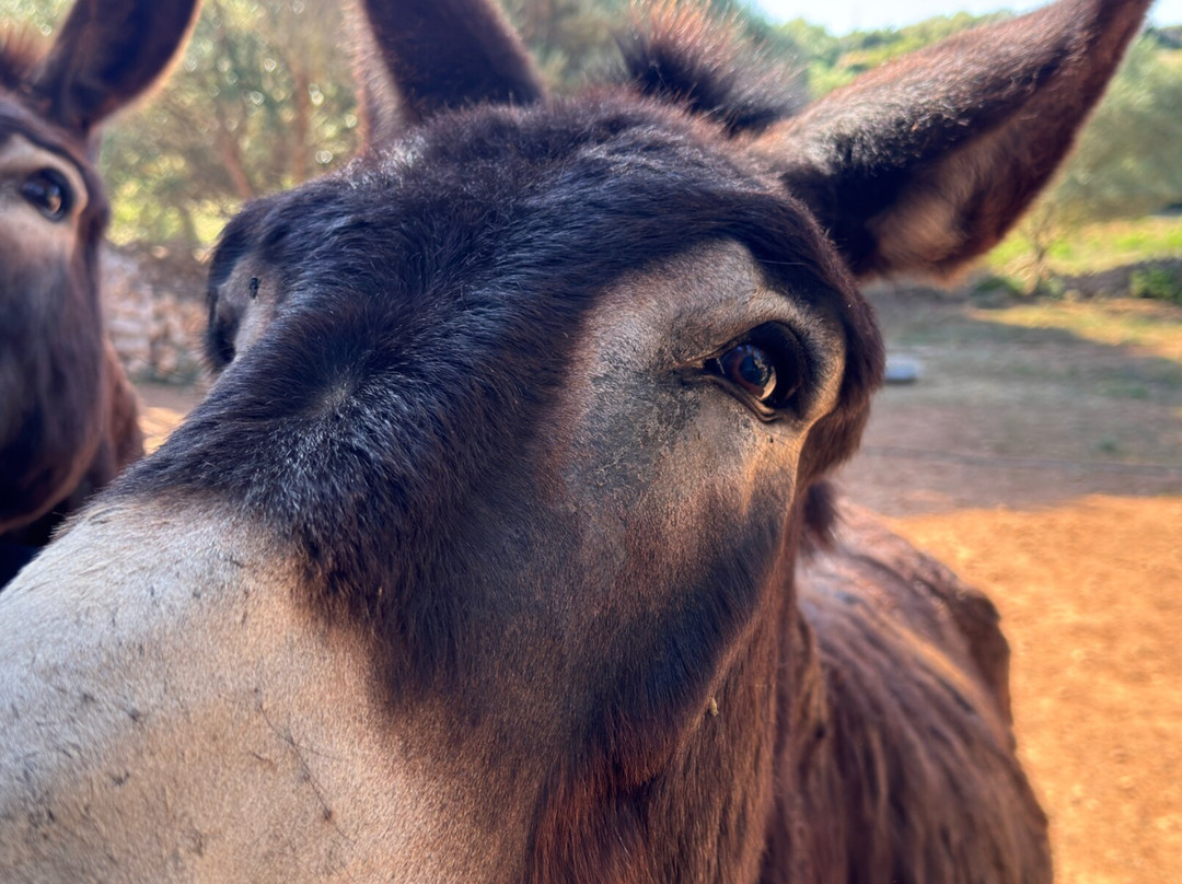 Menorca Donkey Rescue-阿拉约尔必去景点