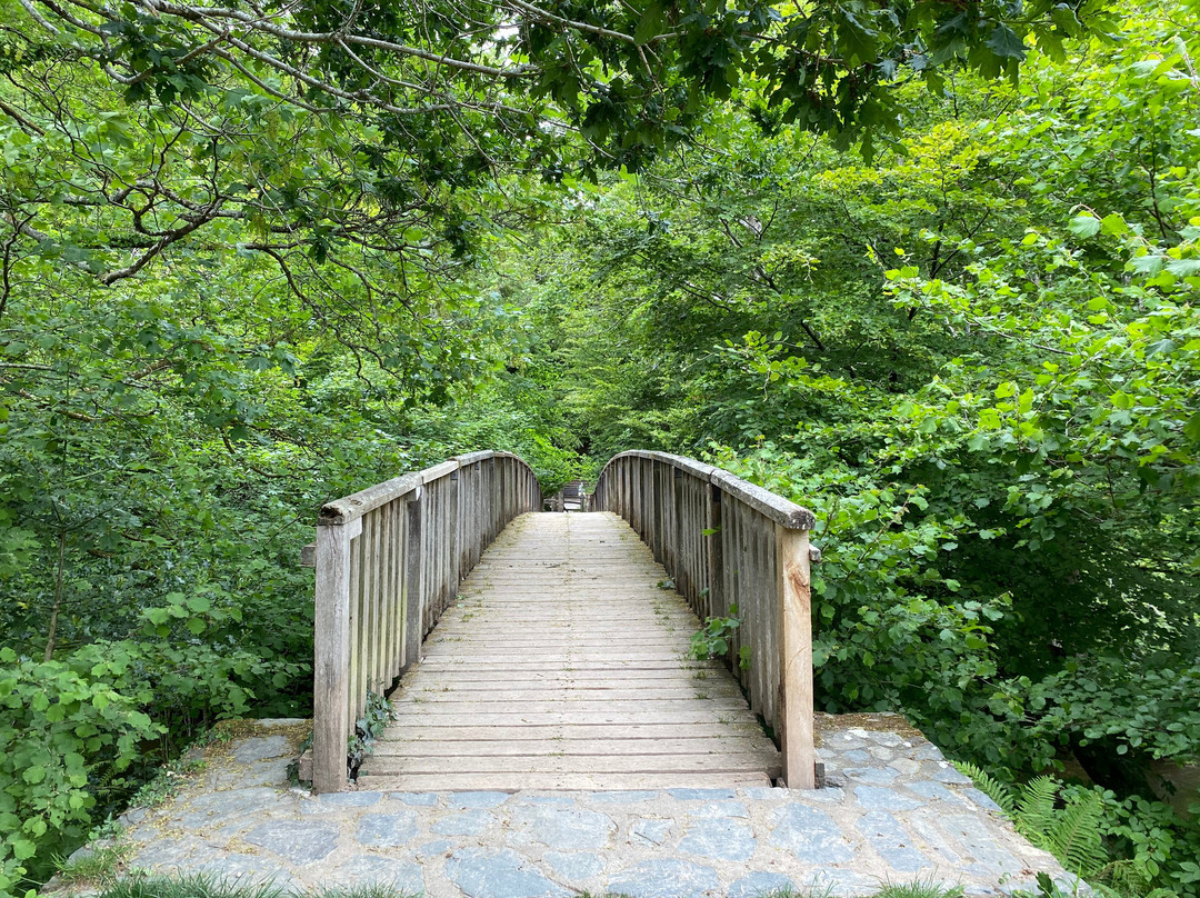 Plymbridge Woods-普利茅斯必去景点