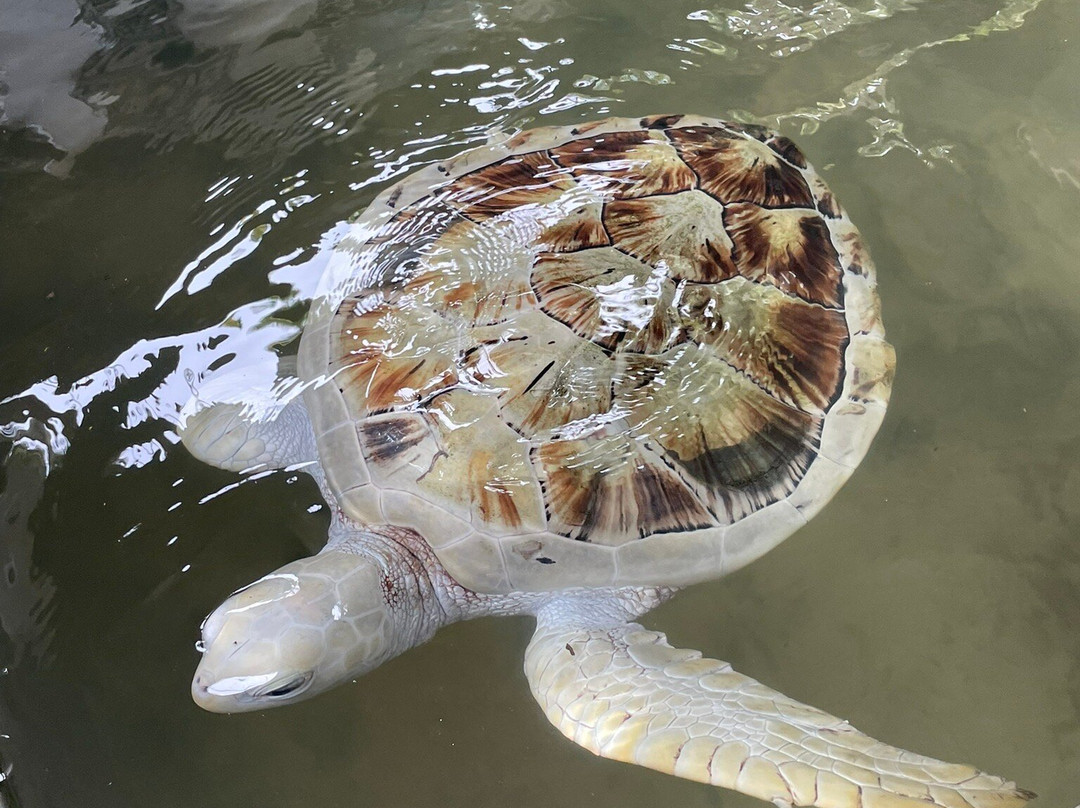 Induruwa Sea Turtle Conservation Project & Sea Turtle Information Center景点图片