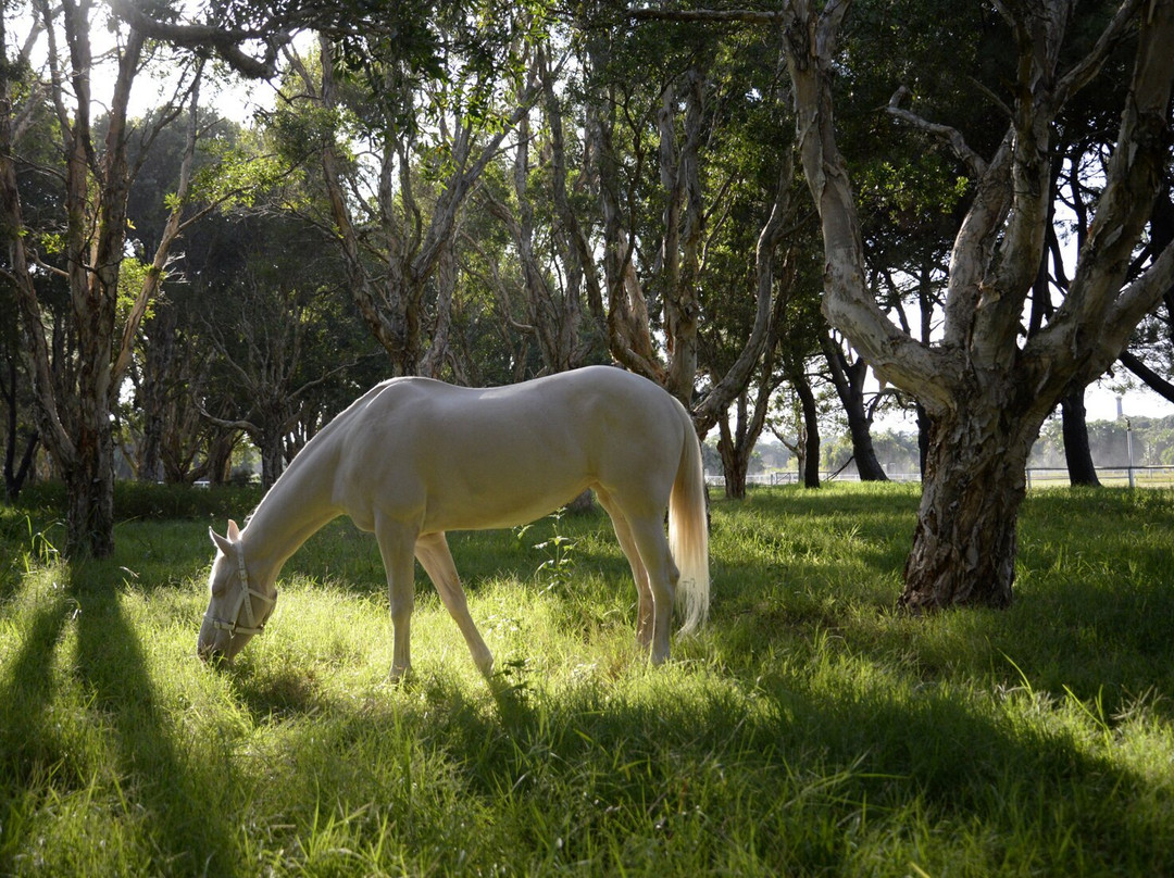 Papillon Riding Stables-悉尼必去景点