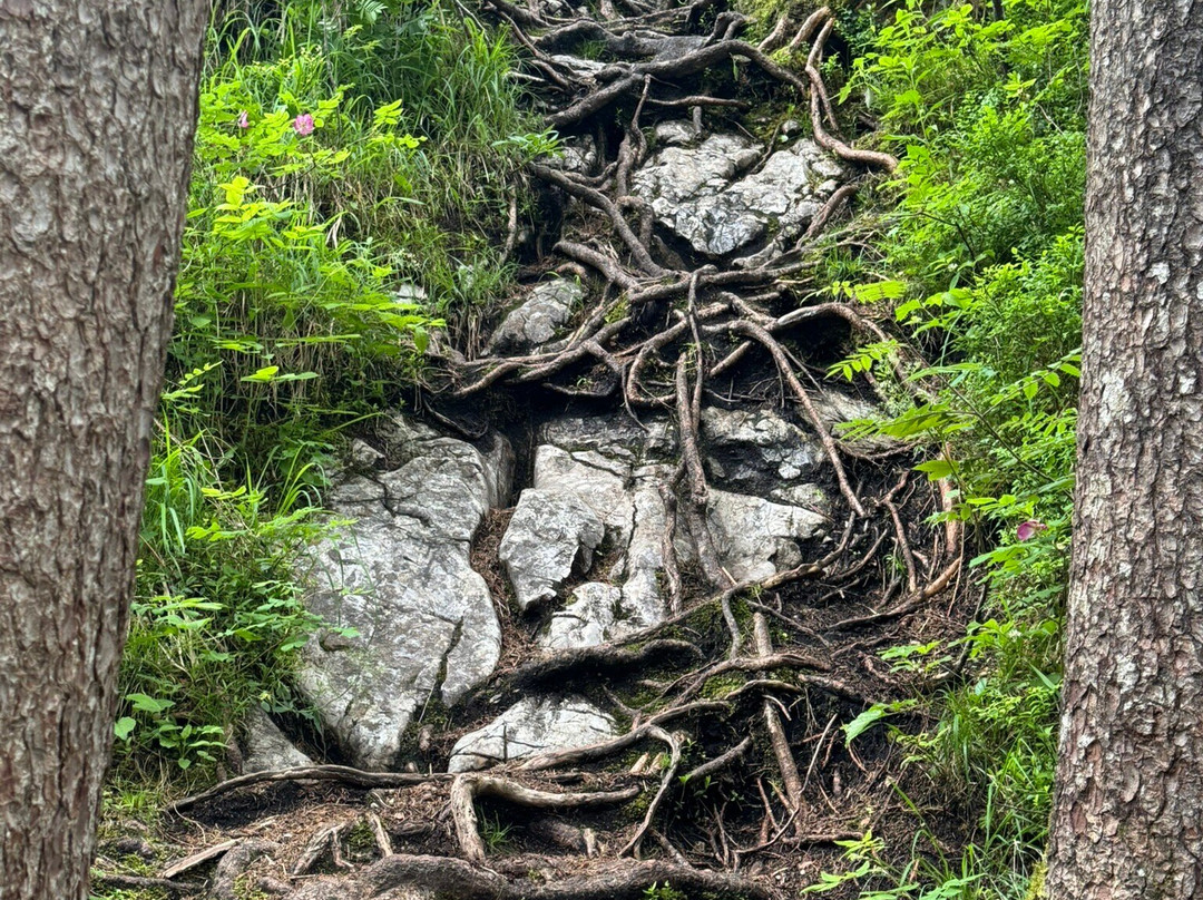 Zauberwald am Hintersee-拉姆绍必去景点