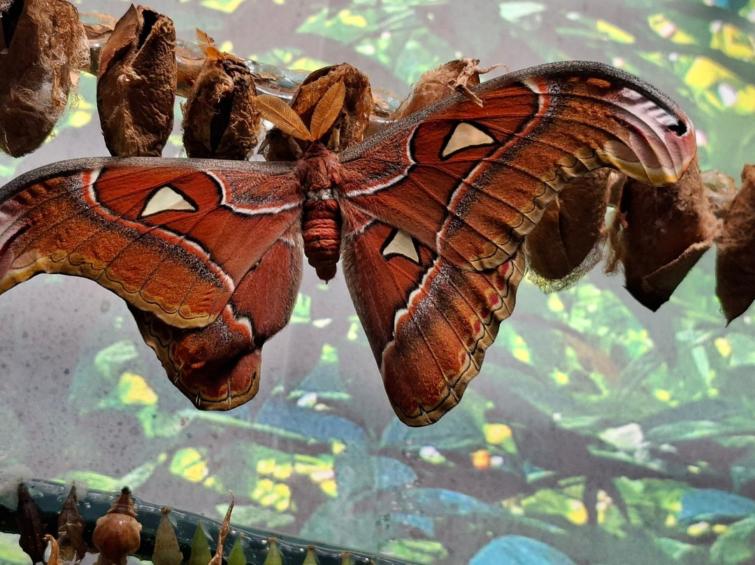 Fjarilshuset (Butterfly House)-斯德哥尔摩必去景点