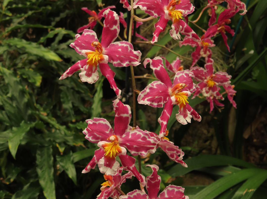 Eric Young Orchid Foundation-Trinity必去景点