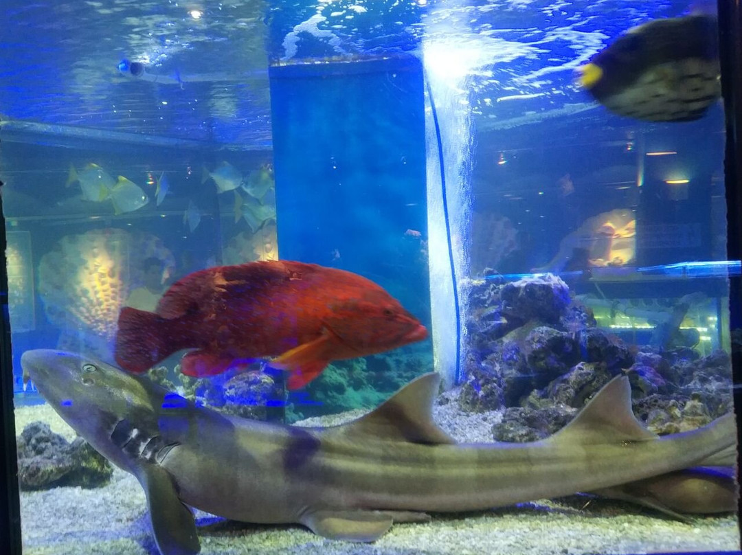 Museum of the World Ocean-加里宁格勒必去景点