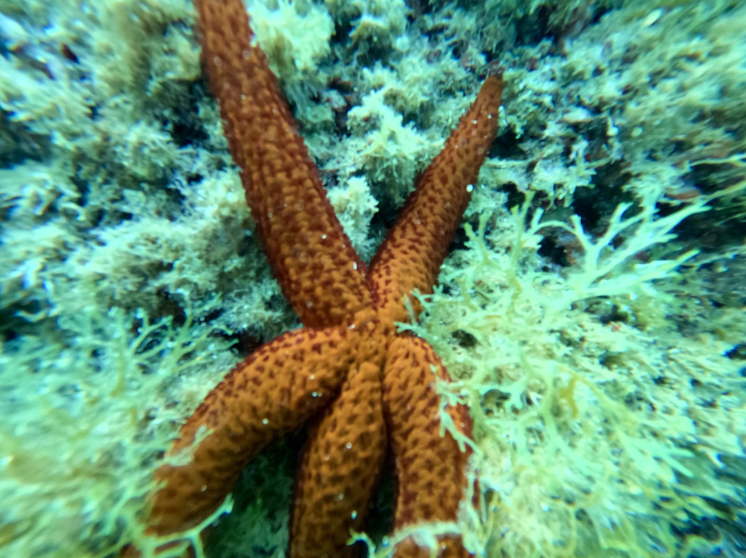 Mardays Dive & Water Experience-哈韦阿必去景点